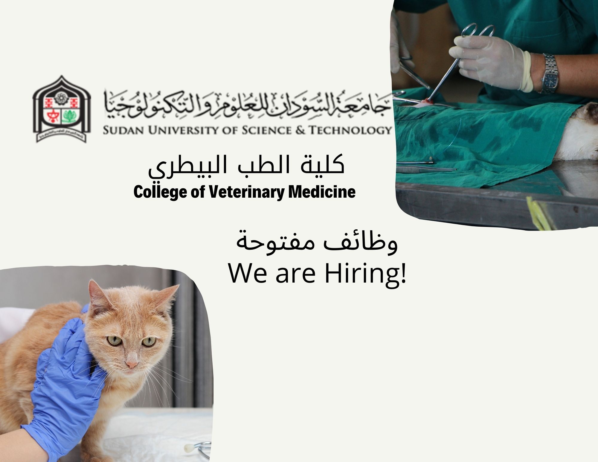Job Opportunities | College of Veterinary Medicine - Sudan University of  Science and Technology